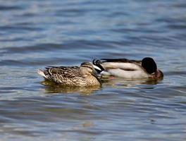 um par de patos pato nada no rio dnieper em um dia de primavera foto