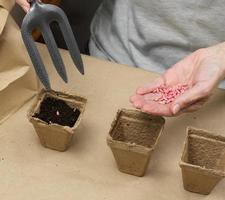 sementes de pepino em uma palma feminina. plantando sementes em copo de papelão em casa, hobby foto