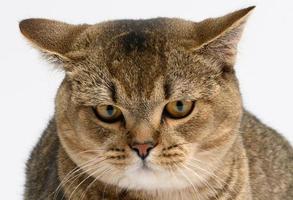 retrato de um gato escocês triste e zangado, o animal olha para a câmera foto