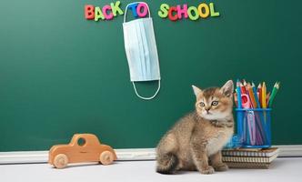 gatinho bonito chinchila escocês sentado em linha reta, fundo de quadro de giz verde e artigos de papelaria, de volta à escola, máscara médica pendurada no quadro foto