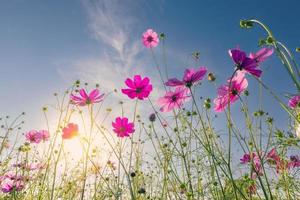 cosmos de visão natural arquivado e pôr do sol no fundo do jardim foto