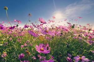 cosmos de visão natural arquivado e pôr do sol no fundo do jardim foto