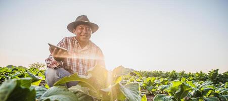 agricultor sênior asiático trabalhando na plantação de tabaco foto