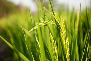 campo de arroz, close-up foto