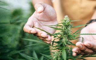 feche a mão do jovem em um campo de cânhamo, verificando plantas e flores, agricultura. negócio de cannabis e conceito de medicina alternativa.