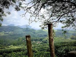 Kerala, plantação na Índia foto