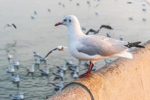 a gaivota está parada na beira da ponte. foto