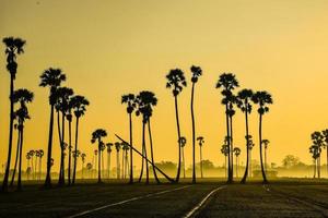 paisagem da palmeira de açúcar durante o nascer do sol crepuscular na província de pathumthani, tailândia foto