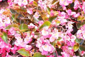 lindas flores frescas como pano de fundo foto