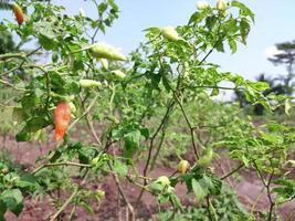 planta de pimenta em pequena terra, indonésia foto