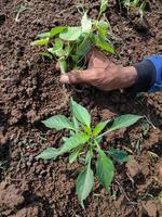 as mãos dos agricultores removem a grama que cresce ao redor das árvores de pimenta. para que o crescimento das árvores de pimenta seja maximizado. na agricultura indonésia foto