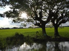 campo de arroz e vista para irrigação foto