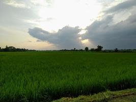 ricefield verde e céu nublado foto