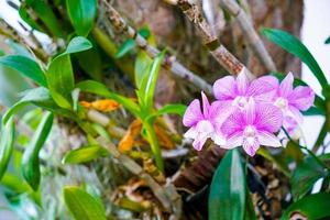 lindas orquídeas flores na árvore foto