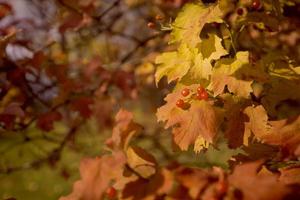 Outono fundo amarelo com maple folhas. foto