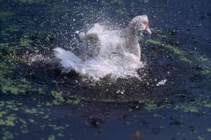 um pato branco nadando em um lago em dia ensolarado e espirrando água ao redor. foco seletivo. luz de fundo em penas. gotas de água no ar. foto