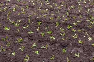 salada fresca fazenda orgânica verde jardim crescimento salada jovem o vegetal foto