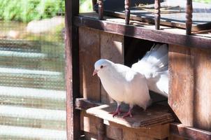 pombos brancos estão sentados na janela de sua casa de madeira. foto