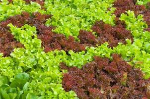 saladas frescas no jardim, hortaliças hidropônicas crescendo em estufa, horta hidropônica, hidroponia de alface foto