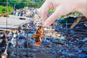 mão segurando barata com fundo de resíduos de montanha de lixo grande, elimine baratas na cidade, baratas como portadoras de doenças eliminadas ideia é livrar-se de insetos colocar sistemas de proteção contra insetos foto