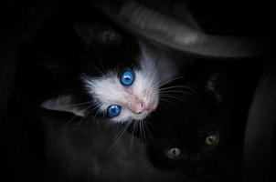 gatinho com lindos olhos azuis, retrato animal, gato brincalhão férias relaxantes foto