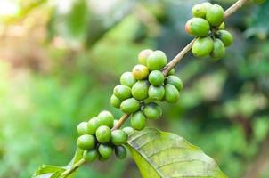 grãos de café frescos na árvore de plantas de café, frutas frescas de café arábica na árvore foto