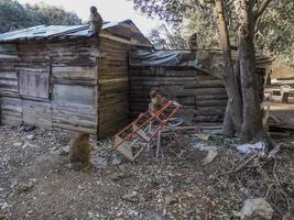 Monkey Barbary Macaque, Parque Nacional Ifrane, Marrocos. foto