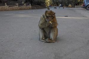 Monkey Barbary Macaque, Parque Nacional Ifrane, Marrocos. foto