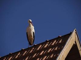 cegonhas em ifrane, vila estilo suíço marrocos foto