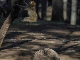 Monkey Barbary Macaque, Parque Nacional Ifrane, Marrocos. foto