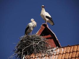 cegonhas em ifrane, vila estilo suíço marrocos foto