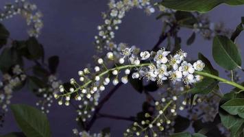 linda flor misteriosa foto