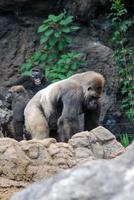 gorila de costas prateadas no zoológico foto