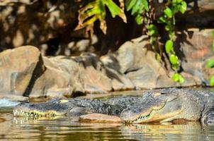 crocodilos répteis close-up foto