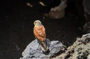 falcão em uma rocha foto