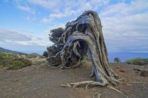 velha árvore soprada pelo vento foto