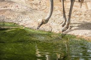 retrato de avestruz close-up enquanto bebe água na piscina foto