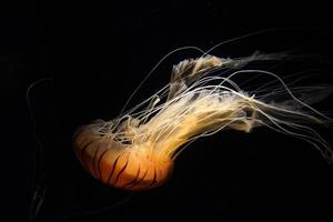mar japonês urtiga medusa debaixo d'água foto