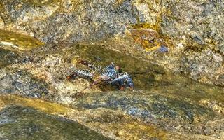 caranguejo preto caranguejos em falésias pedras rochas puerto escondido mexico. foto