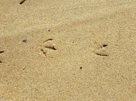pegadas de pássaros na areia molhada na praia foto