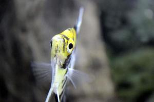 peixes escalares brancos, amarelos e pretos nadando no aquário doméstico foto