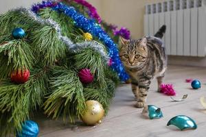 o gato encheu a árvore de natal para o ano novo. os brinquedos da árvore de natal foram quebrados. foto