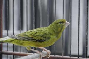 pássaro canário doméstico amarelo serinus canaria forma domestica sentado em um galho em uma gaiola foto