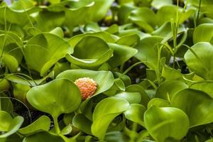 lago verde e plantas de pântano no parque em san josé costa rica. foto