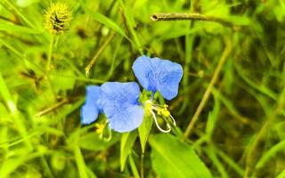 lindas pequenas flores roxas azuis tropicais e flores no méxico. foto