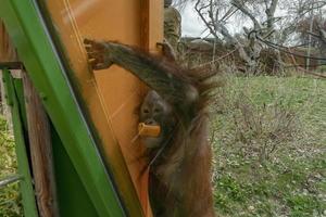 zoológico bebê recém-nascido orangotango macaco foto