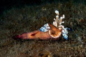 camarão arlequim hymenocera elegans picta close-up foto