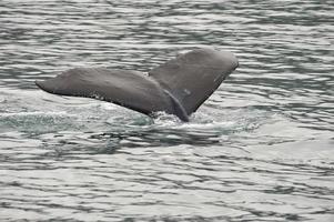 rabo de baleia jubarte enquanto desce na baía glaciar alaska foto