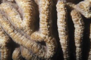 detalhe macro de coral duro de raja ampat, papua indonésia foto