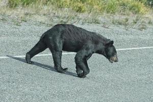 um urso preto atravessando a estrada foto